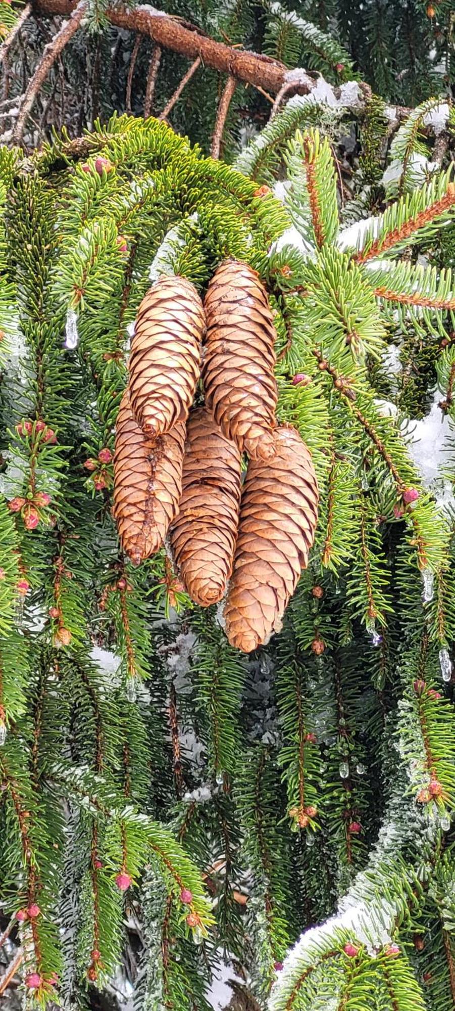 Gite Forestier Du Moulin Raon-sur-Plaine 외부 사진